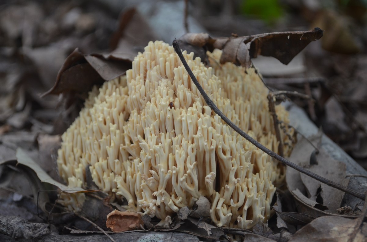 Garden Under Lightning