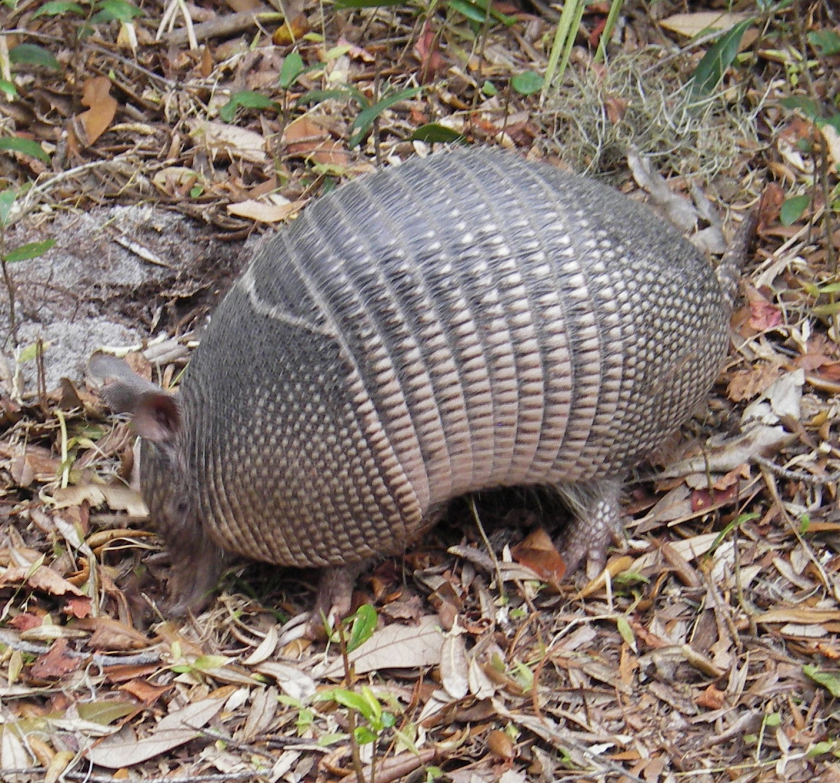 armadillo.png