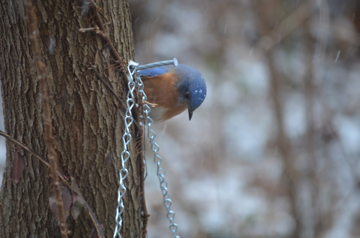 Hope is the thing with feathers&nbsp;(254)