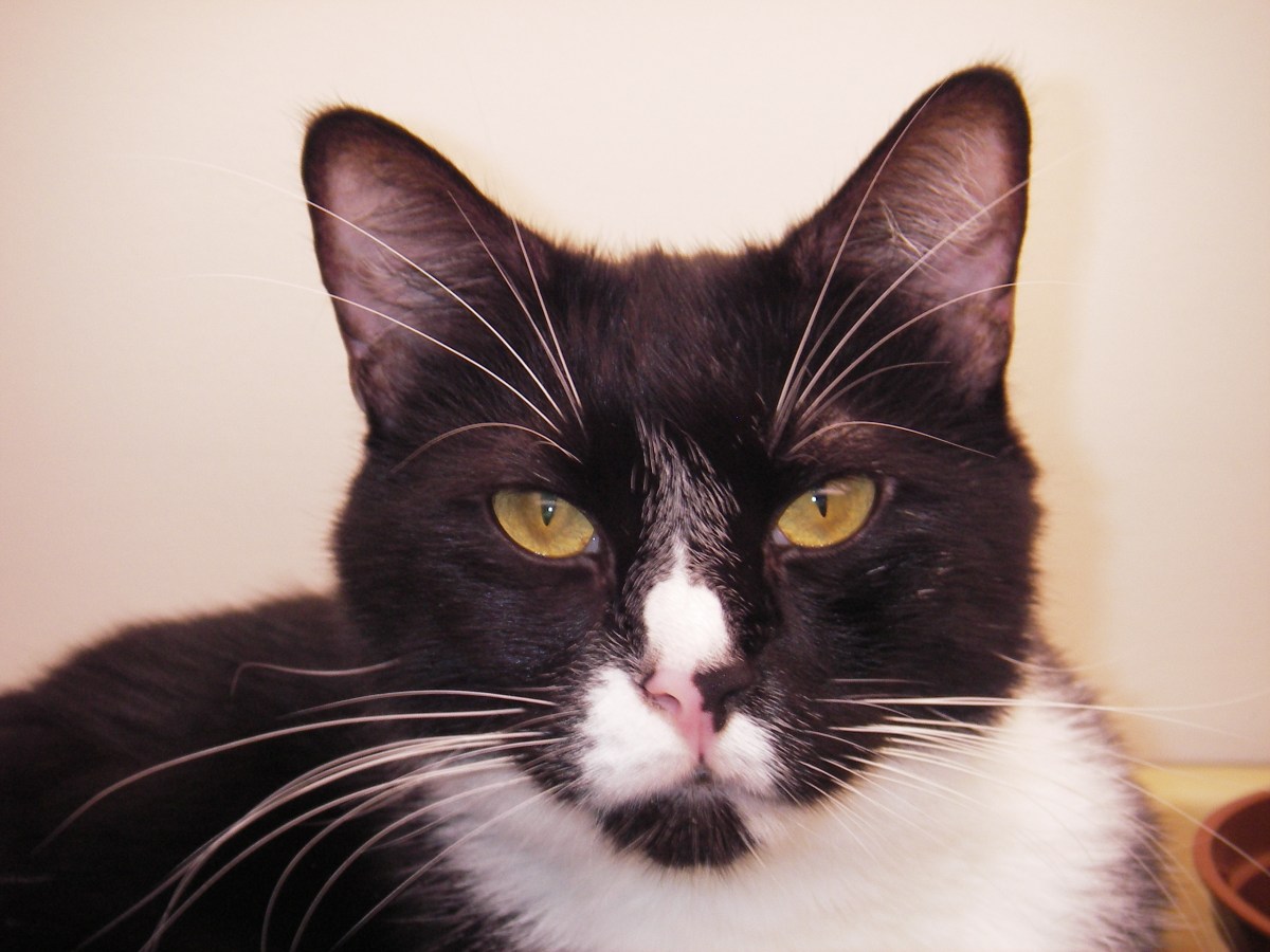 definitely not Mimi the cat