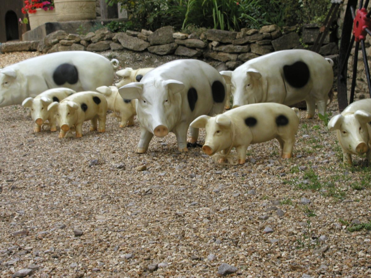 The Lady That Loved a&nbsp;Swine