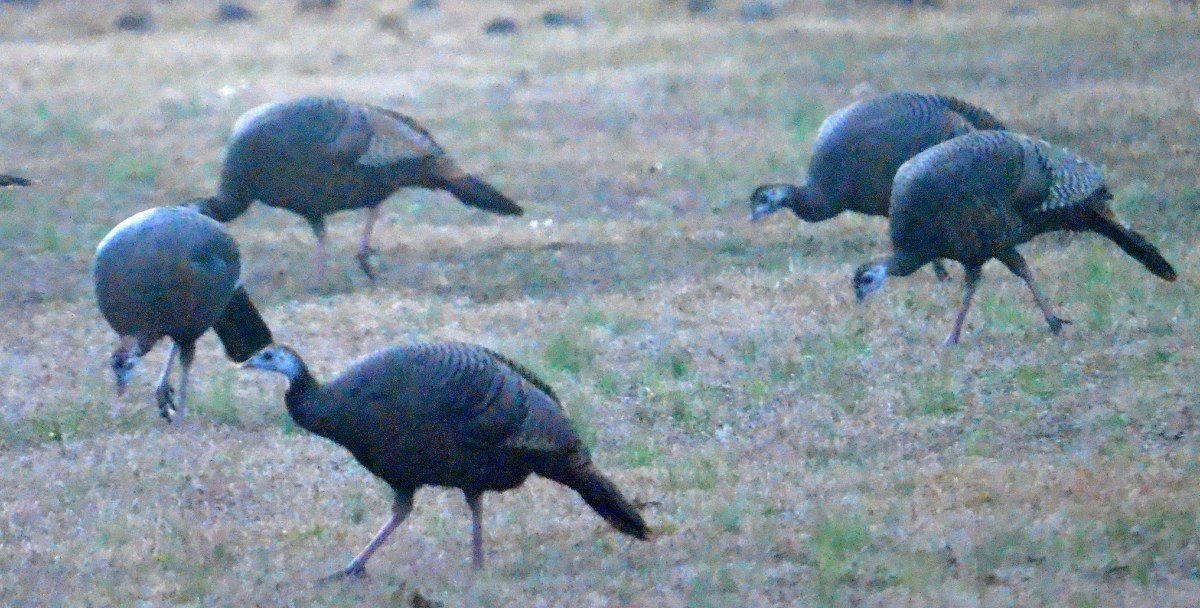 Curious Wild Turkeys&nbsp;(video)