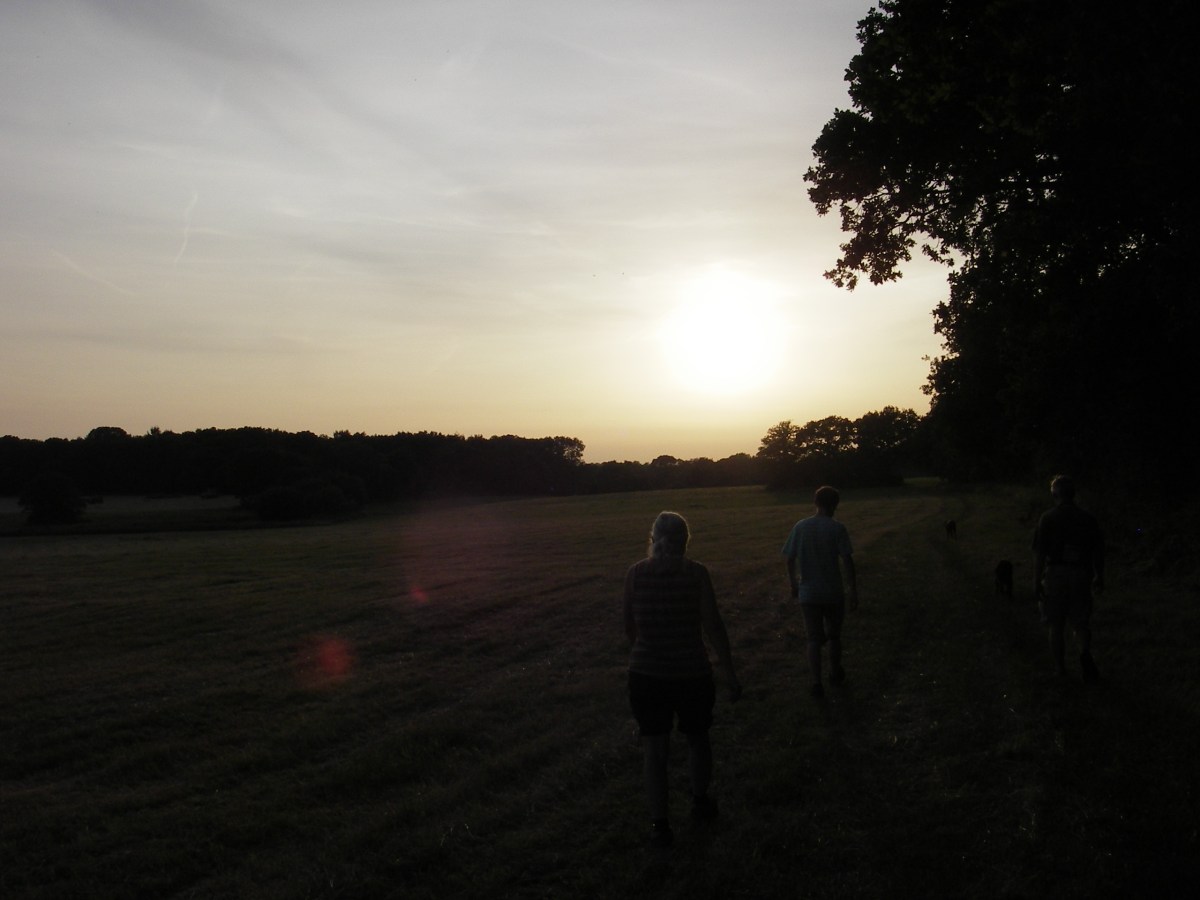 Call of the&nbsp;Night