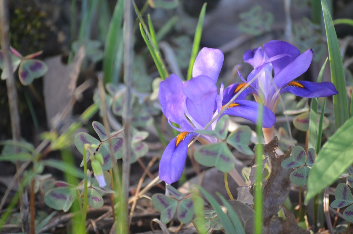 Wild Iris #springflowers