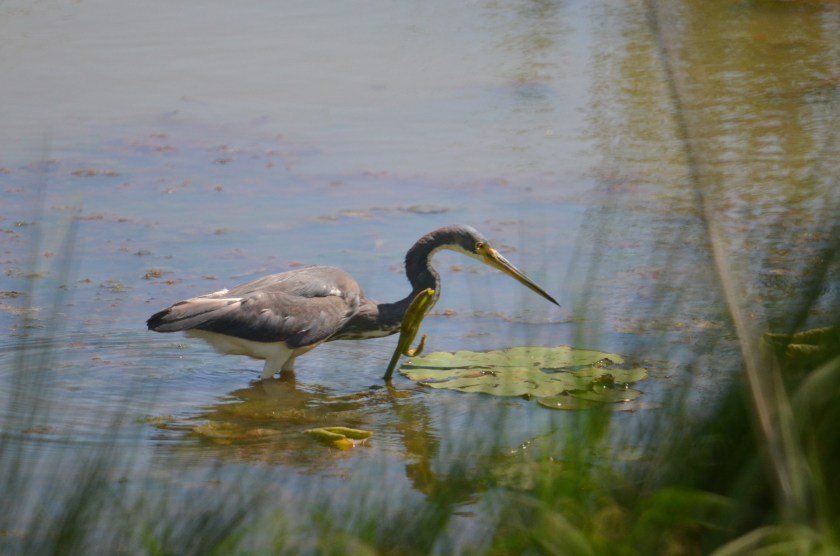 tricolor heron