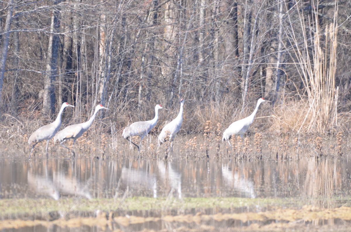 Sandhill Cranes 2017.