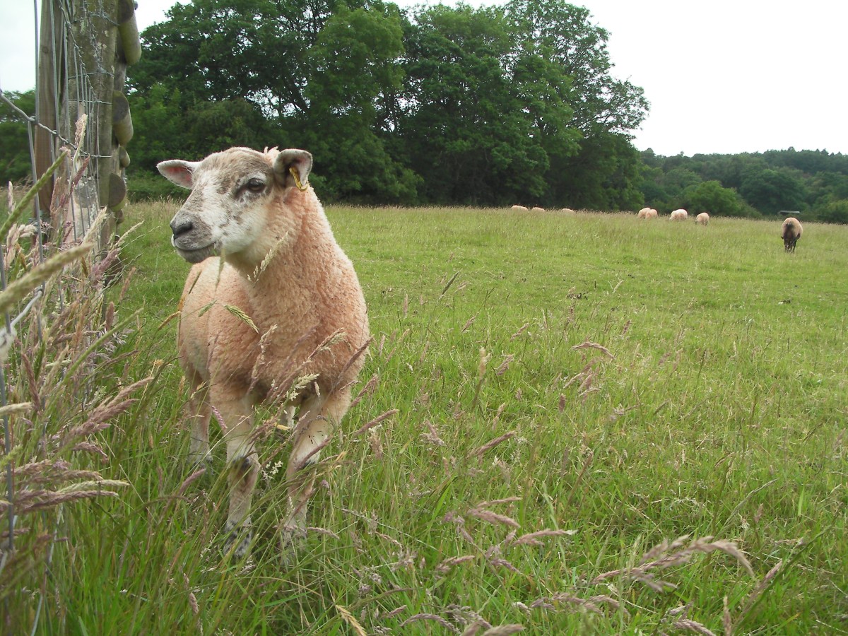 Sunday Snippet, Psalm&nbsp;23